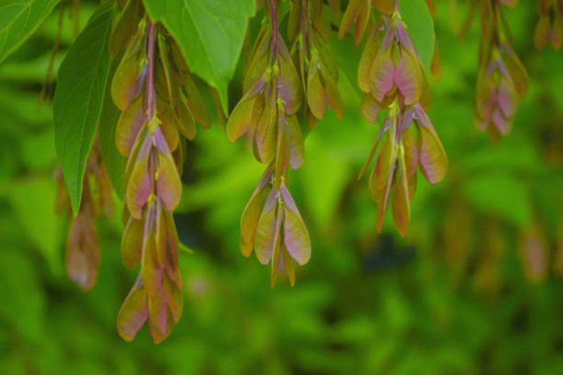  auteur autre acer_nugundo_05 