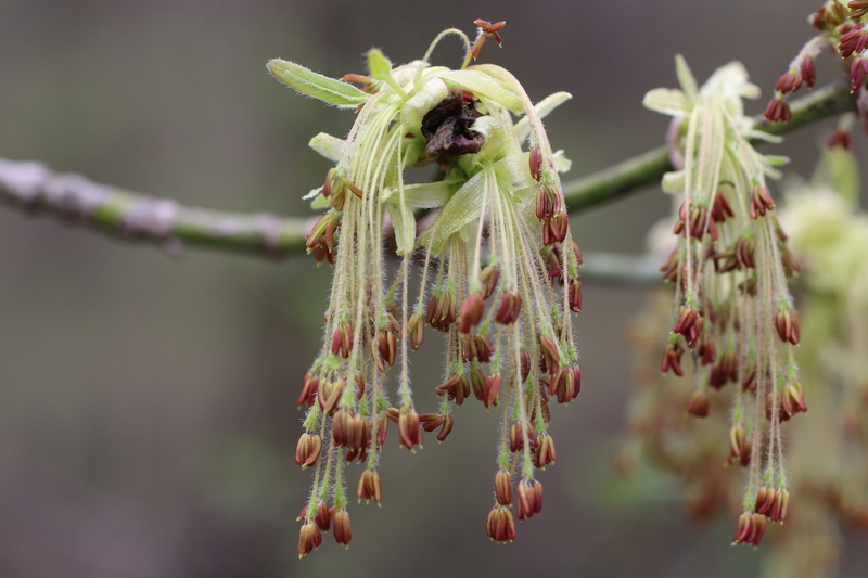  auteur autre acer_nugundo_10 