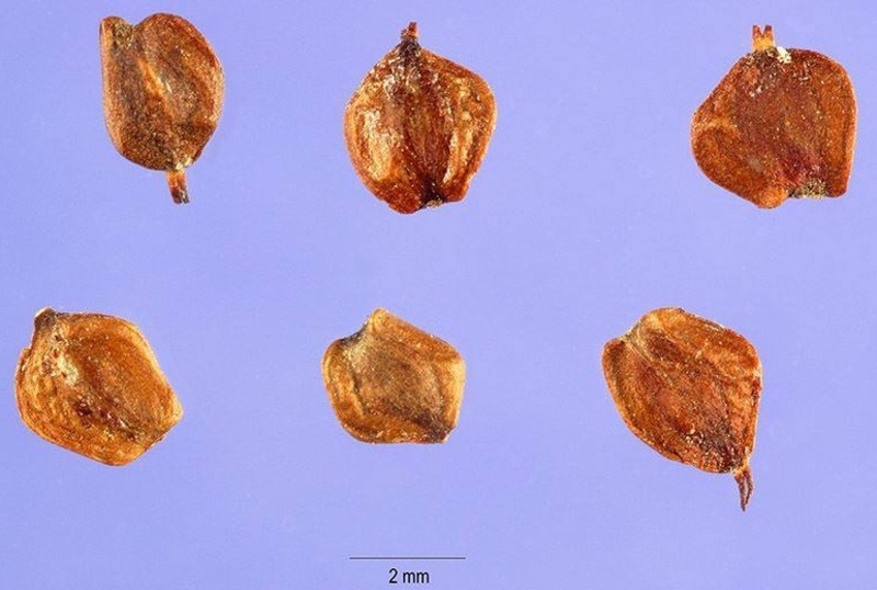  auteur autre aulnus_glutinosa_00 