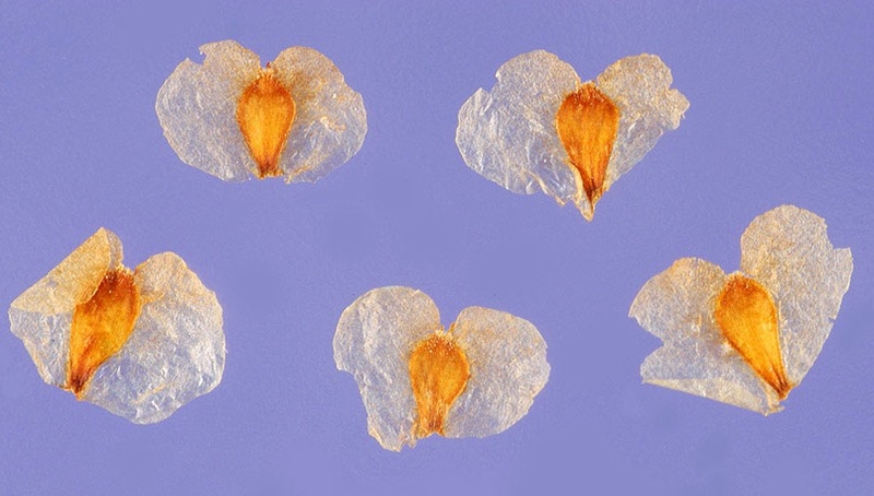  auteur autre betula_04 