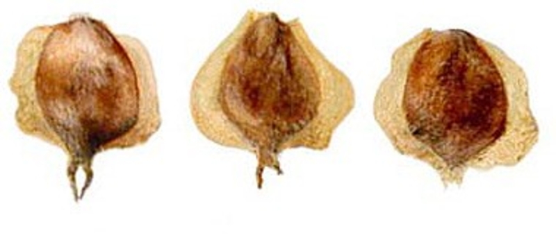  auteur autre betula_05 